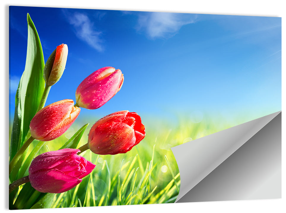 Dewy Red Tulips Under Blue Sky Wall Art
