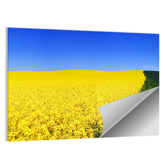 Sunlit Rapeseed Field Wall Art as a poster print