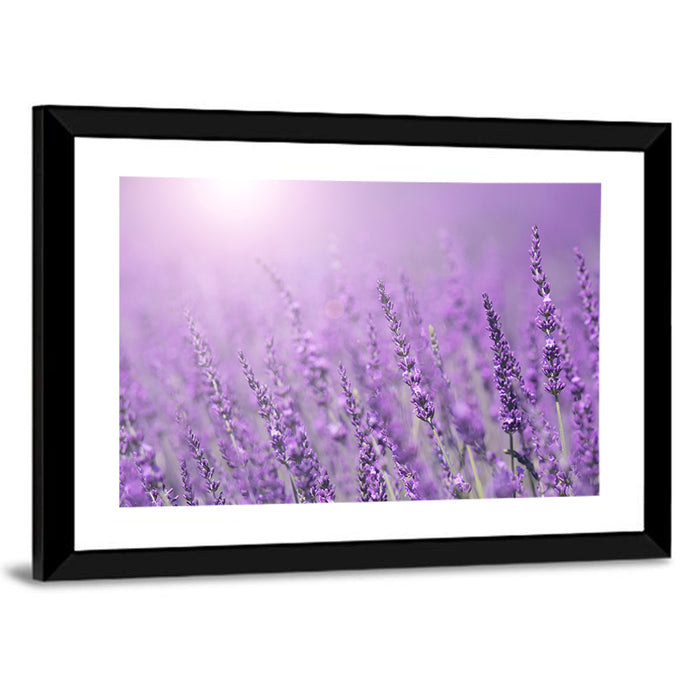 Sunlit Lavender Field Wall Art as a framed print