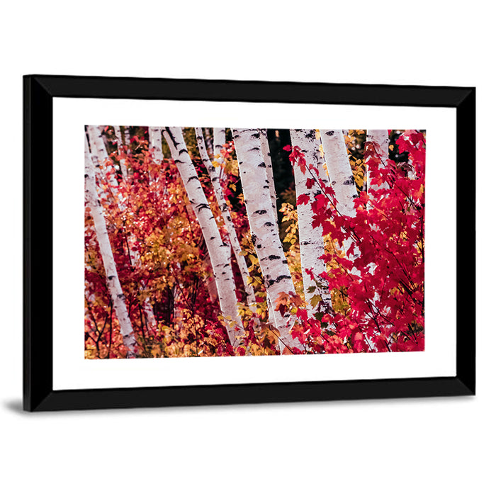 Autumn Birches with Crimson Maples Wall Art as a framed print
