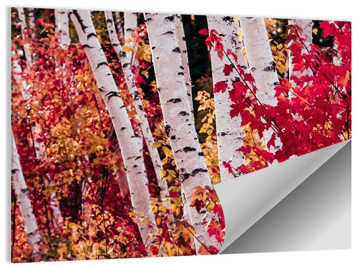 Autumn Birches with Crimson Maples Wall Art as a poster print