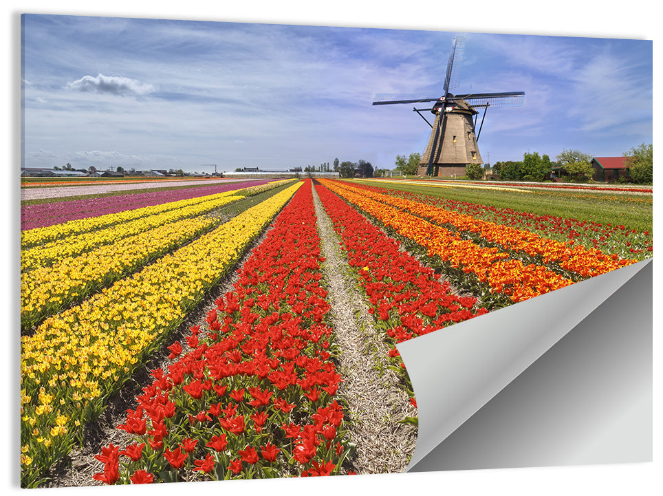 Spring Tulip Fields with Dutch Windmill Wall Art