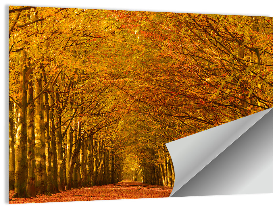 Golden Beech Tree Tunnel in Autumn Wall Art