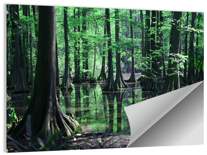 Congaree Swamp Reflection Wall Art as a poster print