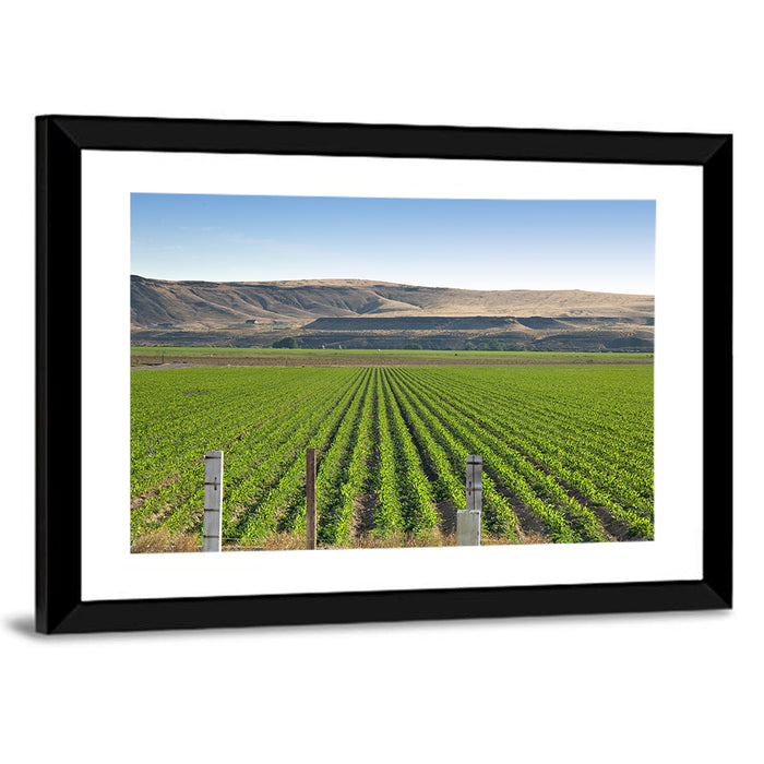 Idaho Corn Field Wall Art as a framed print