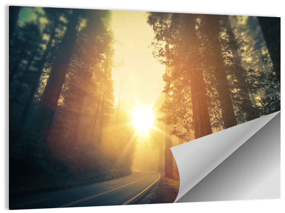 Misty Redwood Road with Golden Sunburst Wall Art