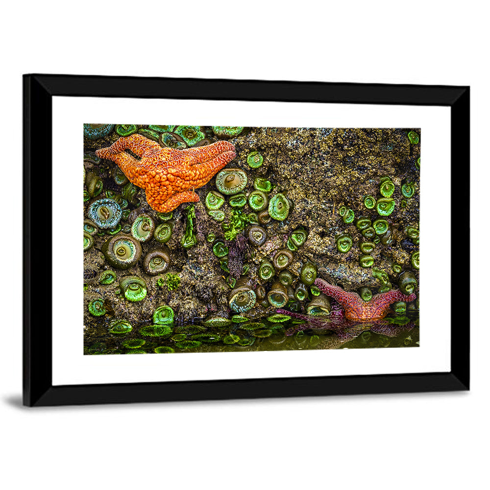 Orange Starfish Tide Pool Wall Art