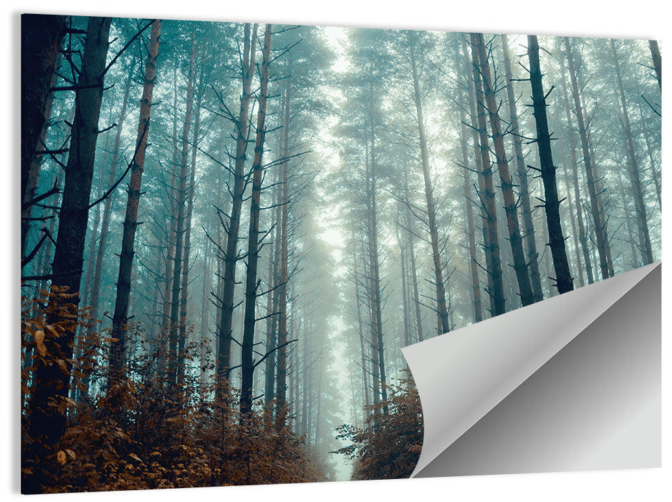 Misty Pine Forest Wall Art