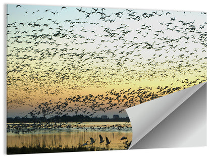 Snow Geese Flocks Wall Art