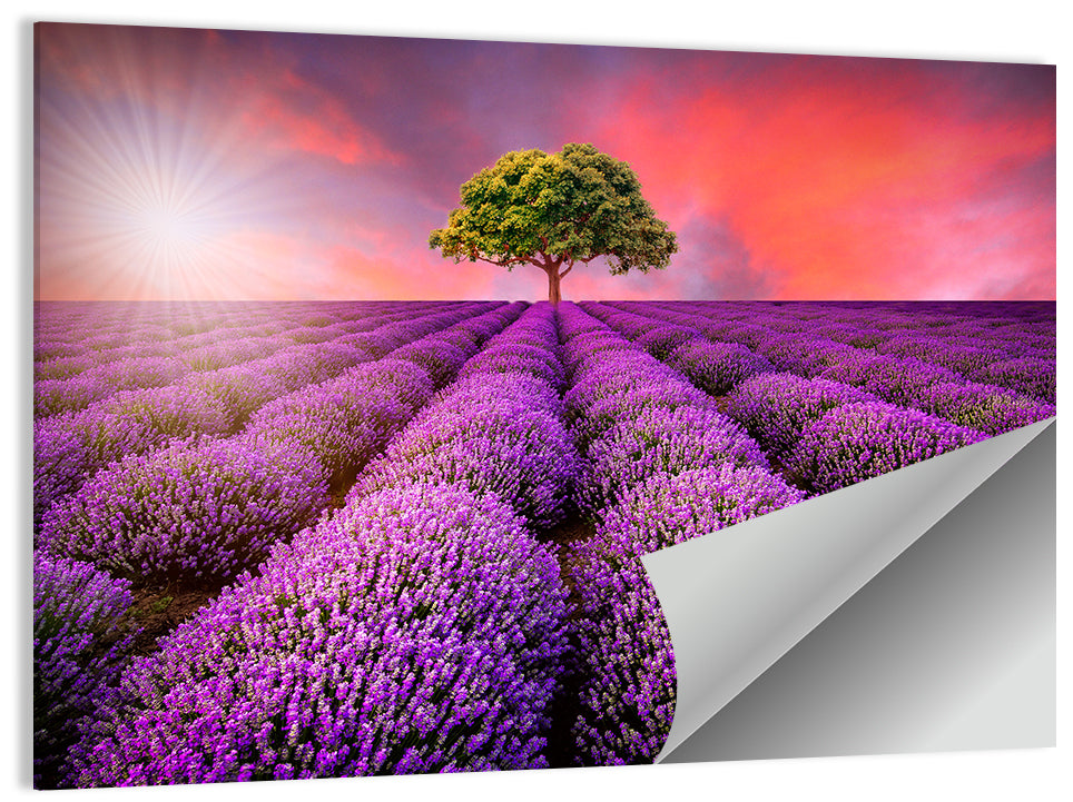 Sunset Over Lavender Fields Wall Art, poster print, landscape
