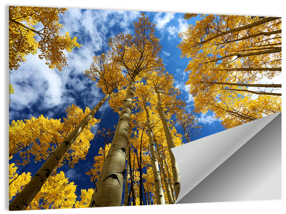 Golden Aspen Canopy View Wall Art