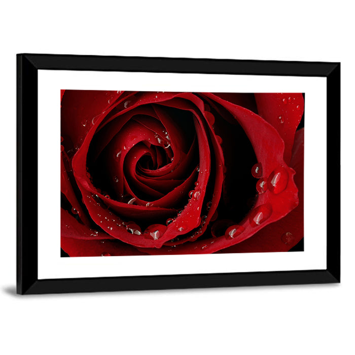 Red Rose with Dew Drops Wall Art as a framed print