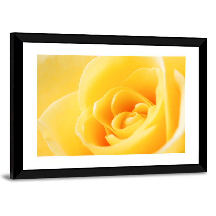 Soft-lit Yellow Rose Close-up Wall Art as a framed print
