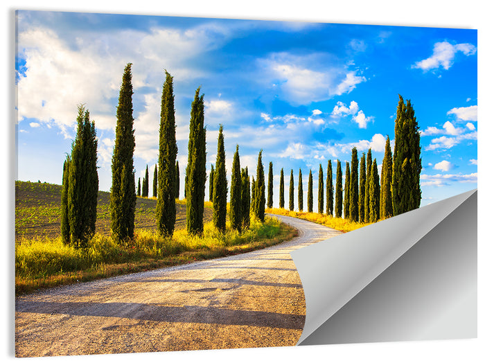 Sunlit Tuscany Cypress Road Wall Art as a poster print