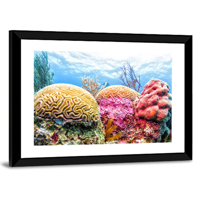 Vibrant Brain Coral Reef Wall Art as a framed print
