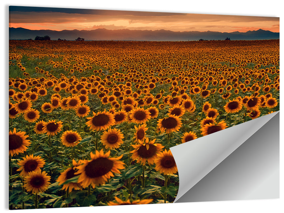 Sunflowers Field Colorado Wall Art