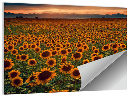 Sunflowers Field Colorado Wall Art