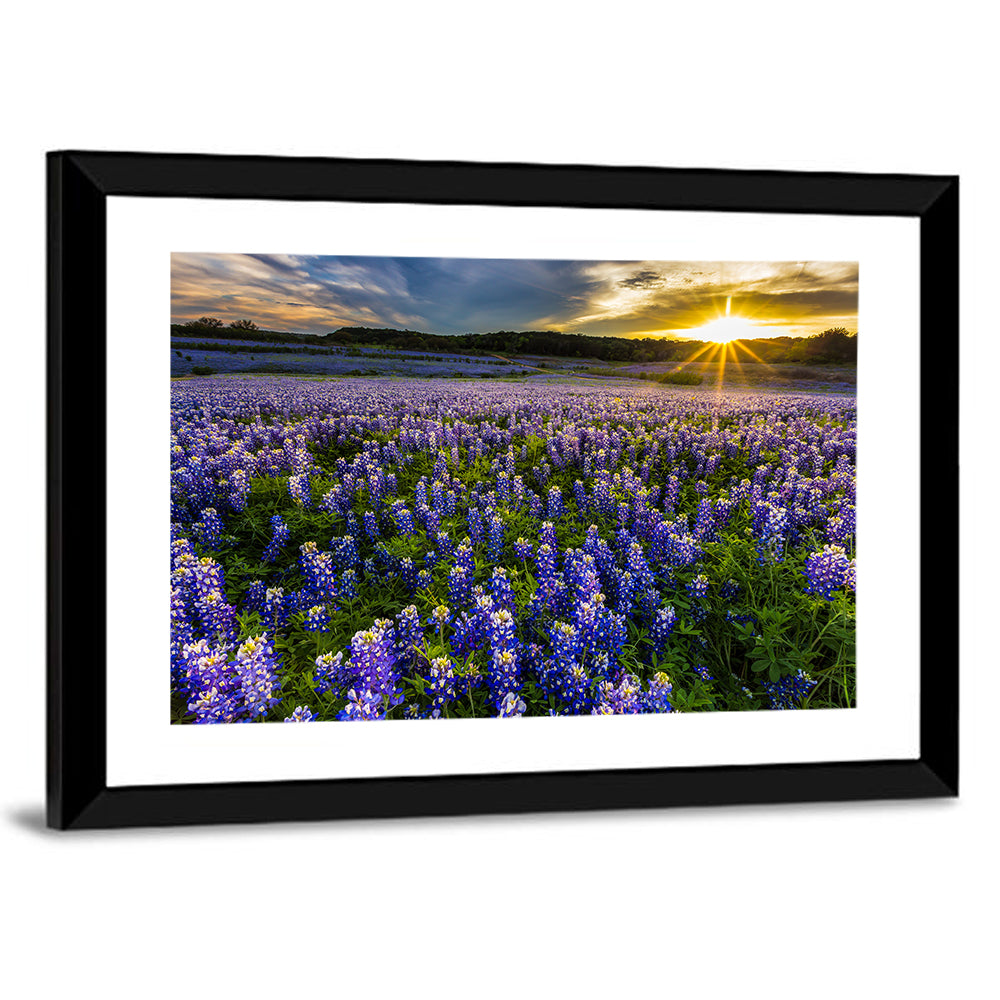 Texas Bluebonnet Field at Sunset Wall Art