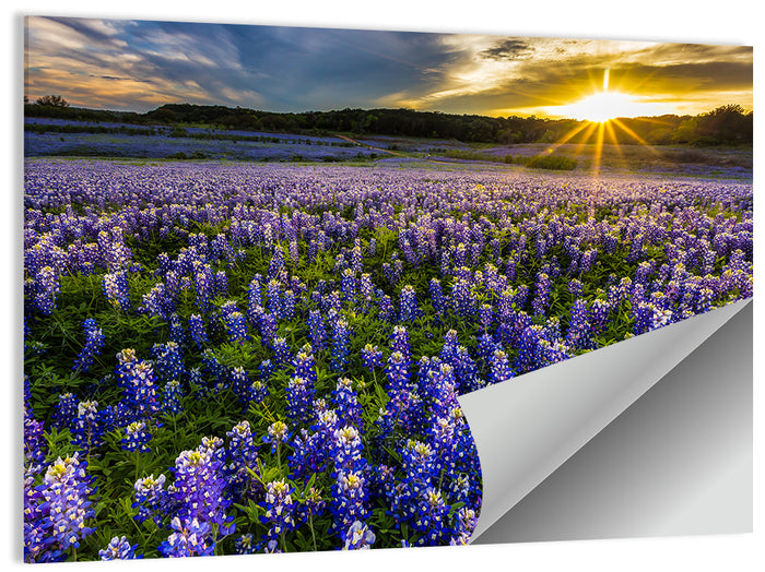 Texas Bluebonnet Field at Sunset Wall Art as a poster print