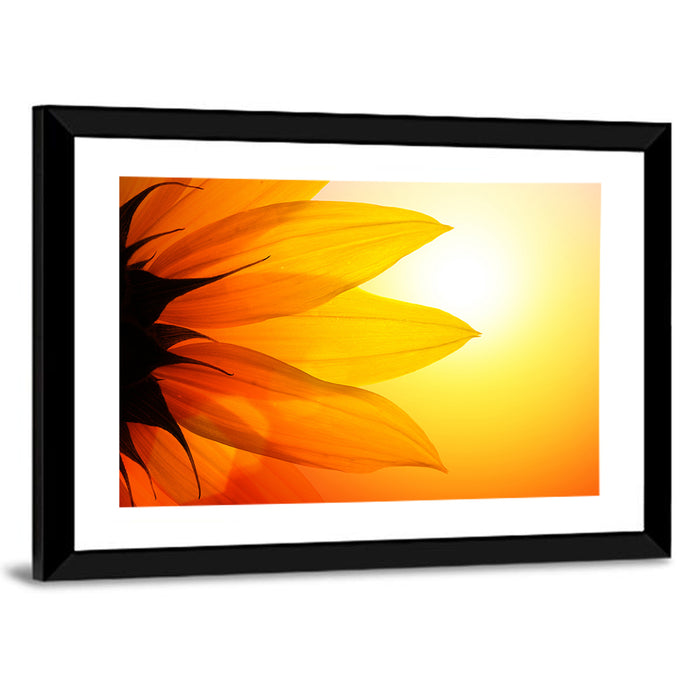 Backlit Sunflower Petals Wall Art as a framed print