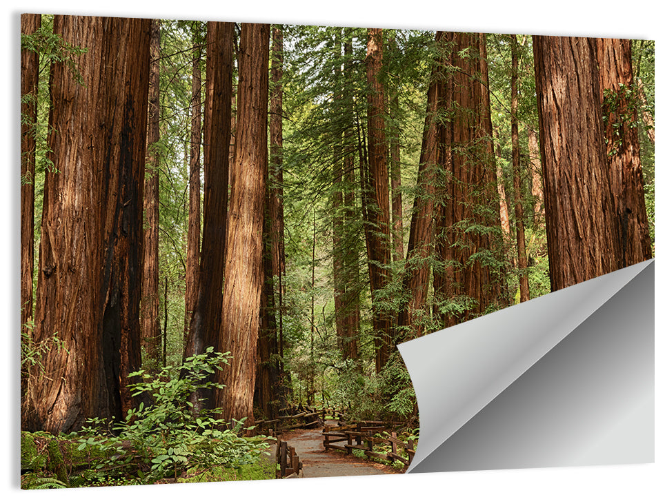 Muir Woods Redwood Trail Wall Art