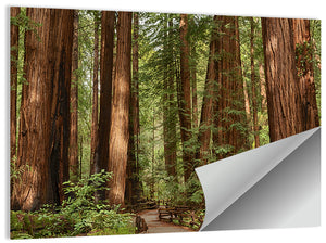 Muir Woods National Monument Wall Art