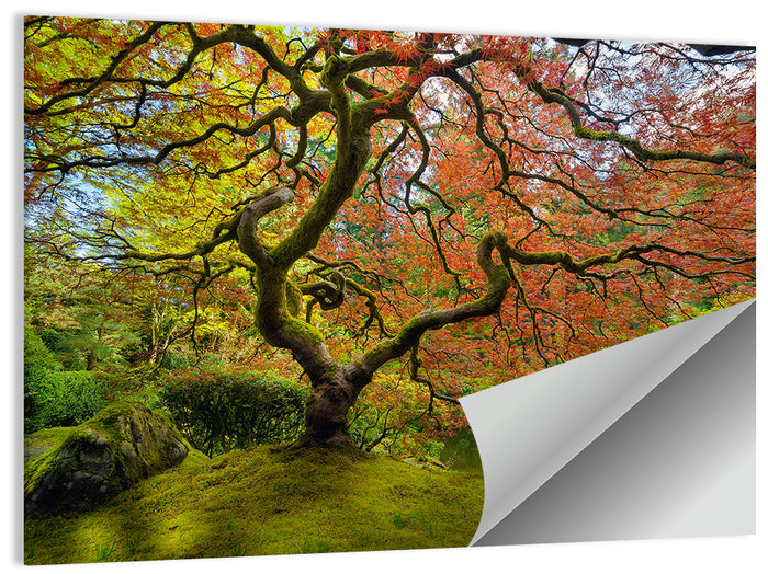 Gnarled Japanese Maple by Garden Pond Wall Art as a poster print