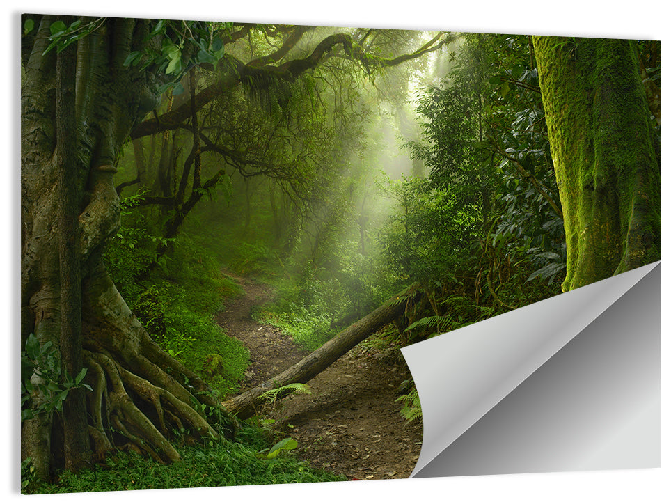Moss-covered Rainforest Path Wall Art