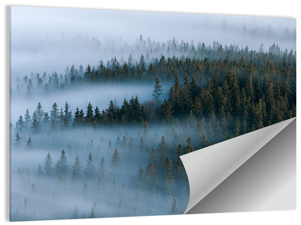 Foggy Forest Wall Art
