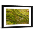 Macro Algae Stream Wall Art