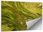 Macro Algae Stream Wall Art