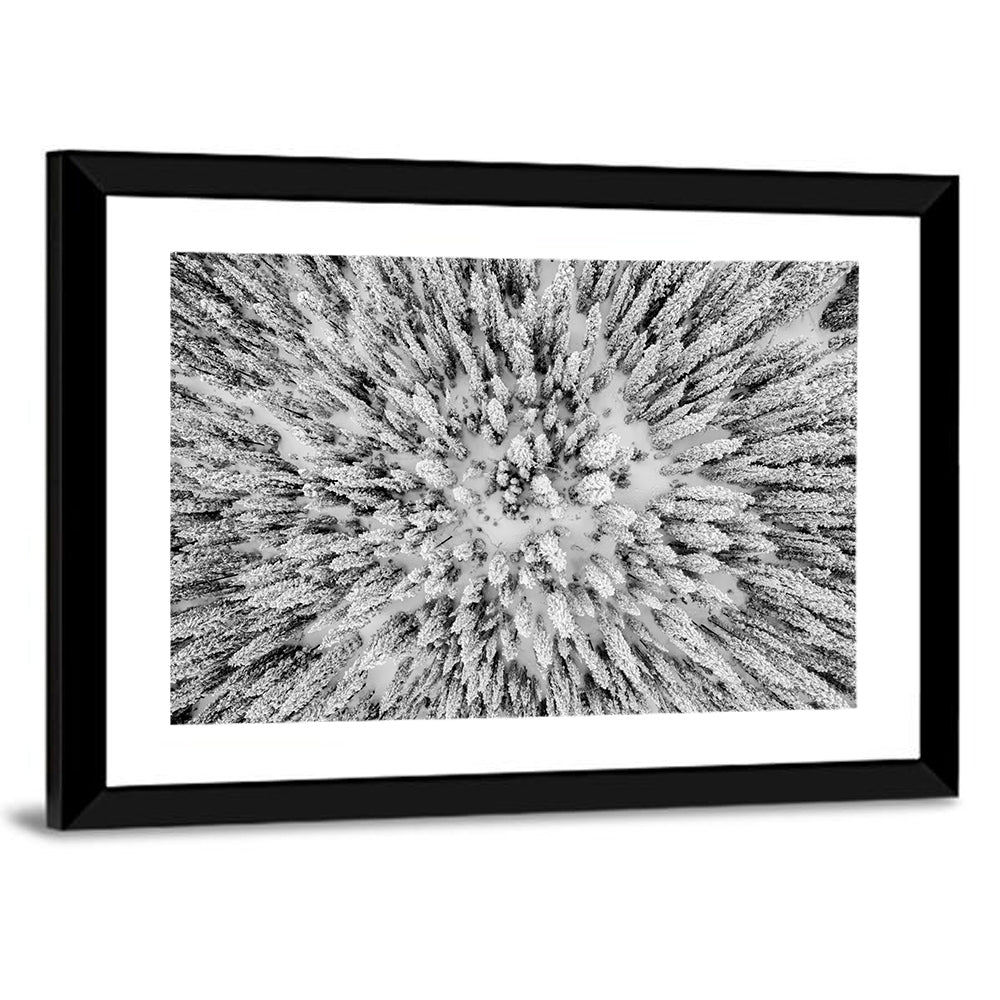 Snowy Aerial Forest Wall Art