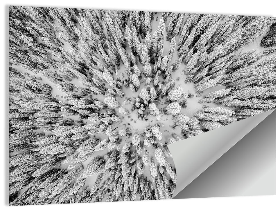 Snowy Aerial Forest Wall Art