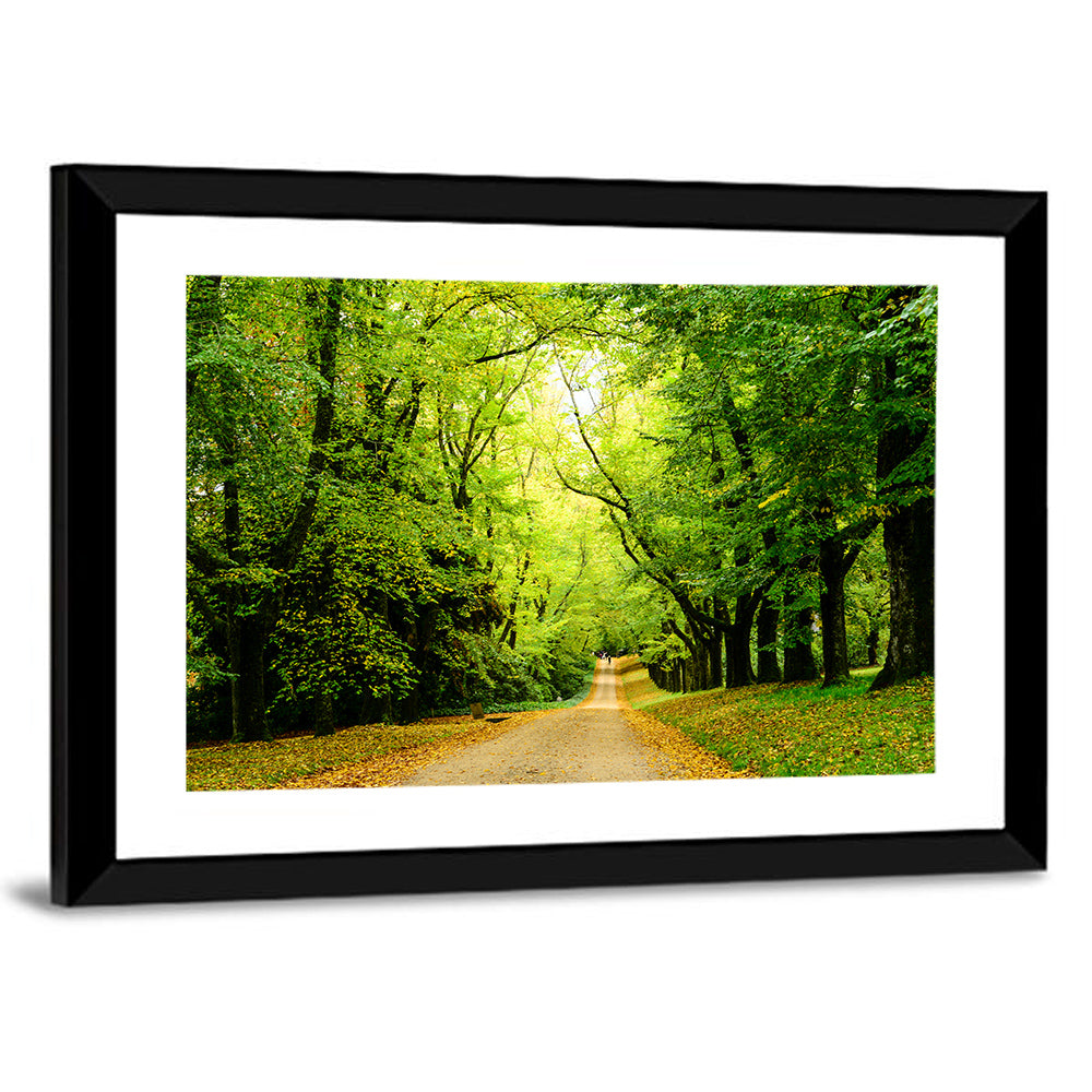 Sunlit Forest Pathway Wall Art