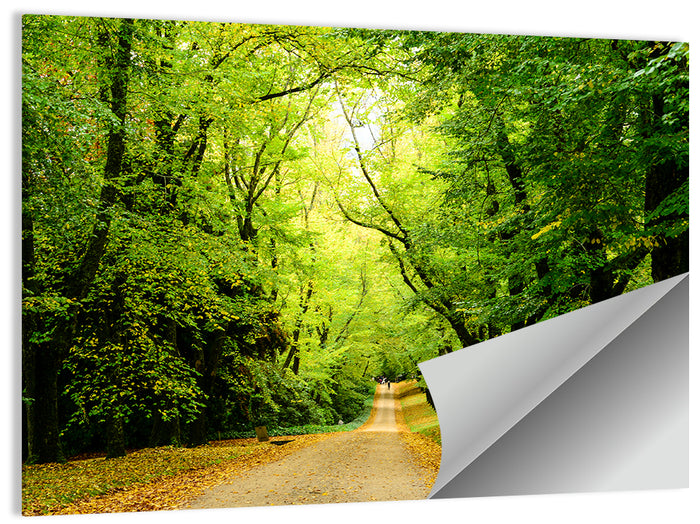 Sunlit Forest Pathway Wall Art as a poster print