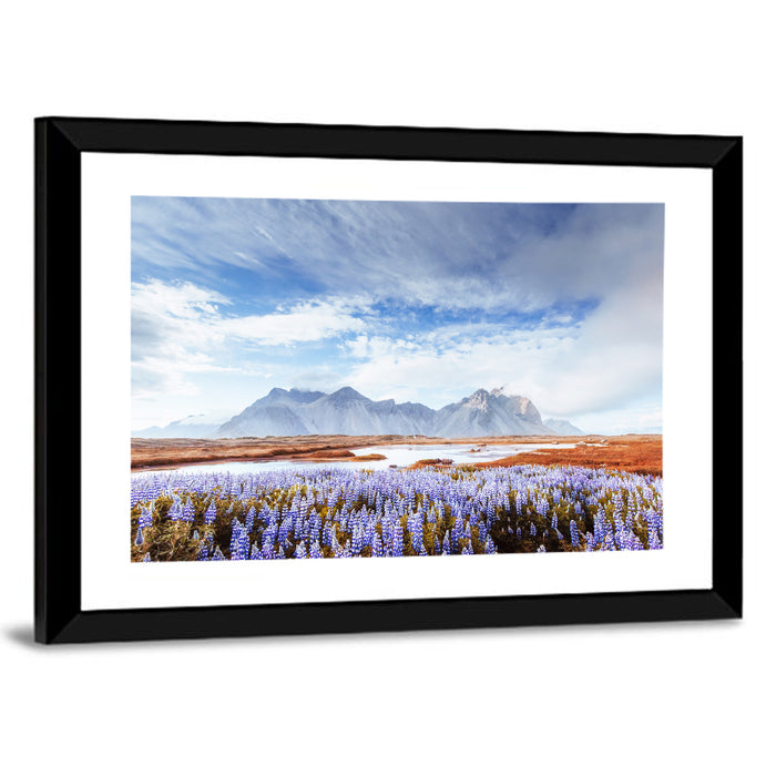 Lupine Fields at Vestrahorn Wall Art as a framed print