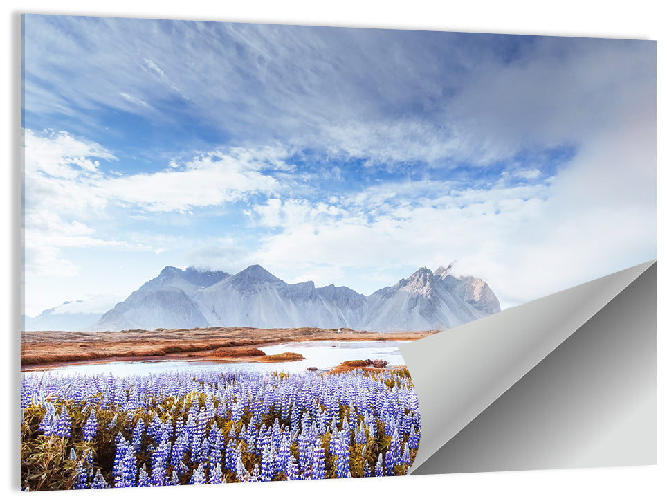 Lupine Fields at Vestrahorn Wall Art