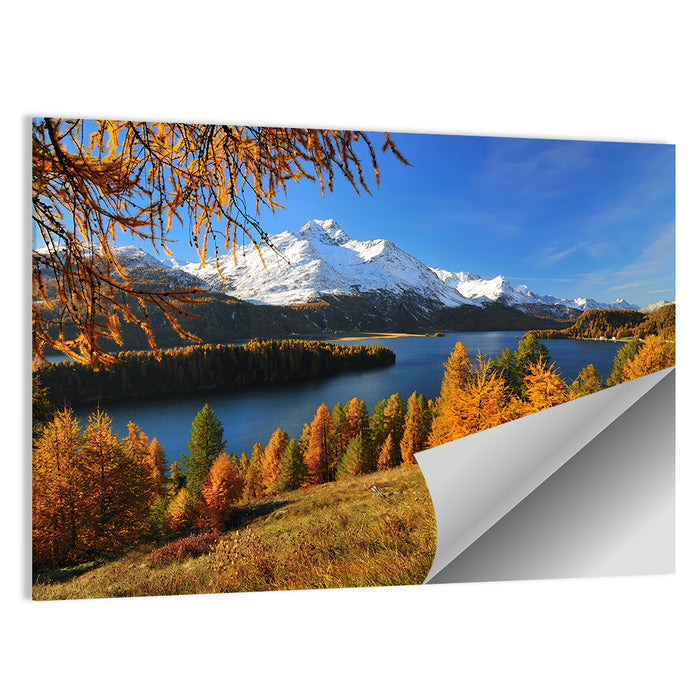 Silsersee Larches and Swiss Alps Wall Art as a poster print