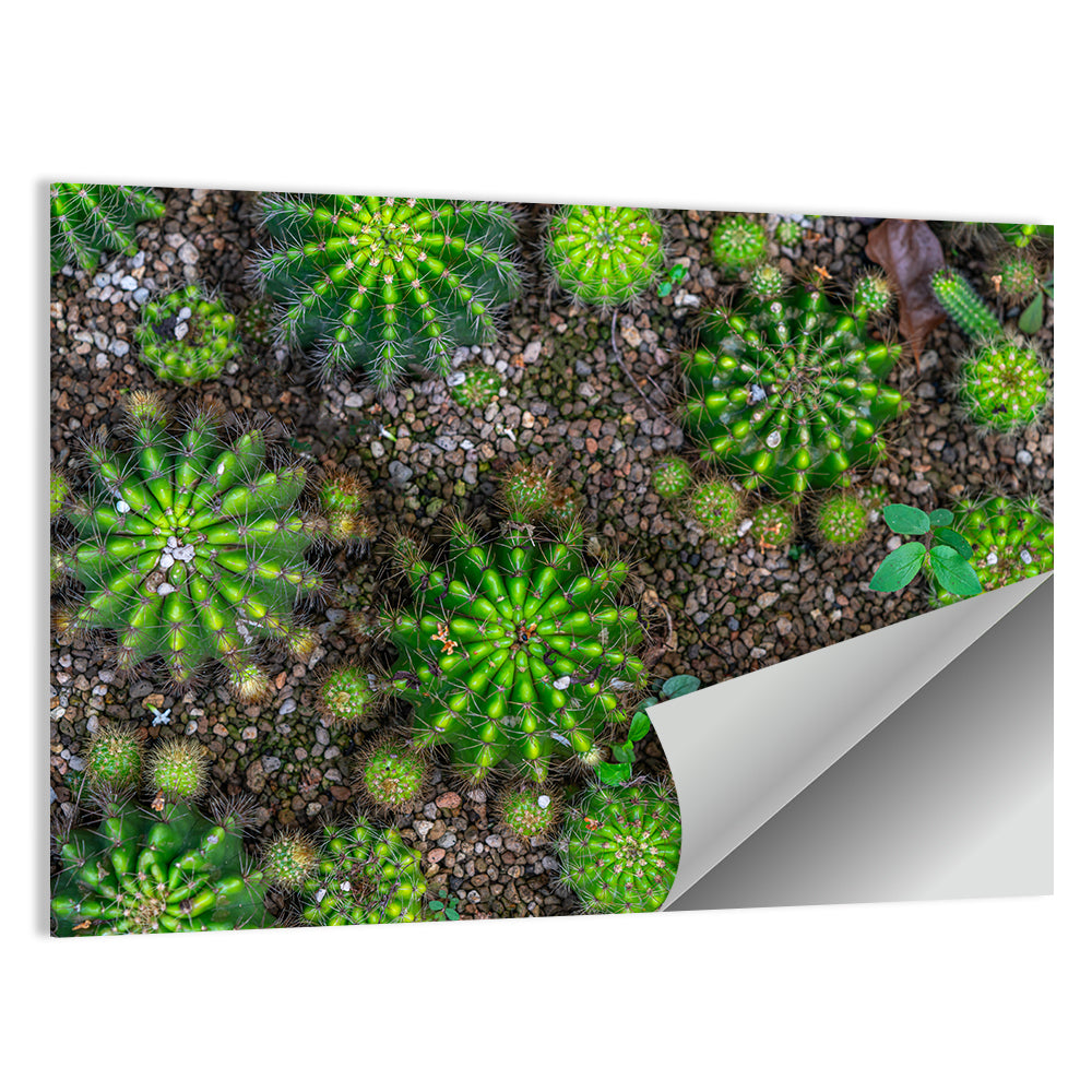 Top-down Cactus Garden Wall Art