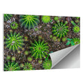 Top-down Cactus Garden Wall Art