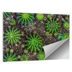 Top-down Cactus Garden Wall Art