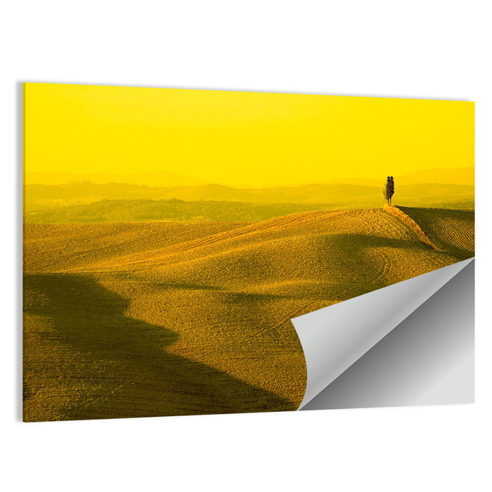 Cypress on Tuscan Hills Wall Art as a poster print