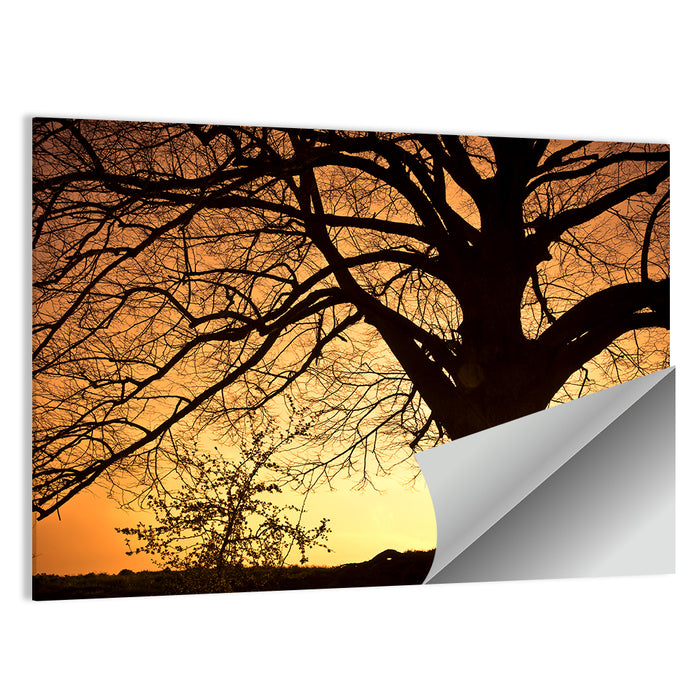 Willow Tree Sunset Wall Art as a poster print