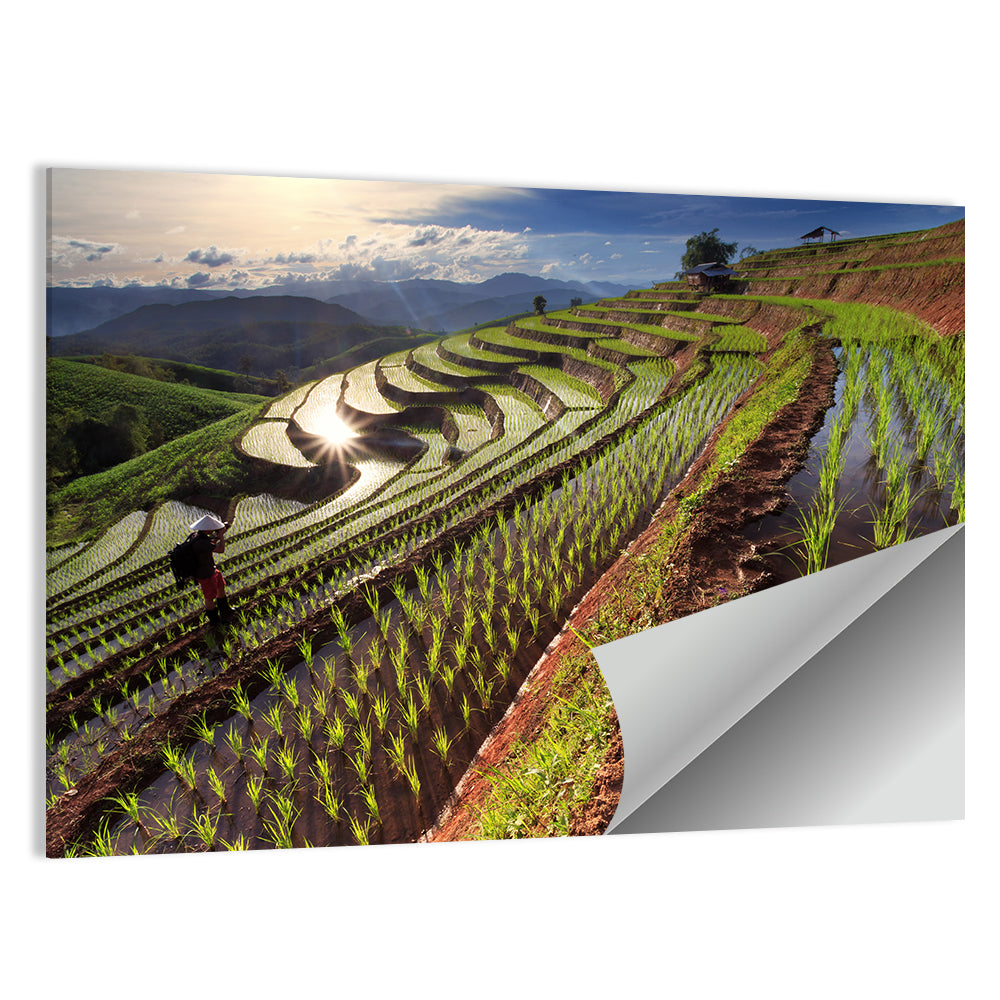 Chiang Mai Rice Fields Wall Art