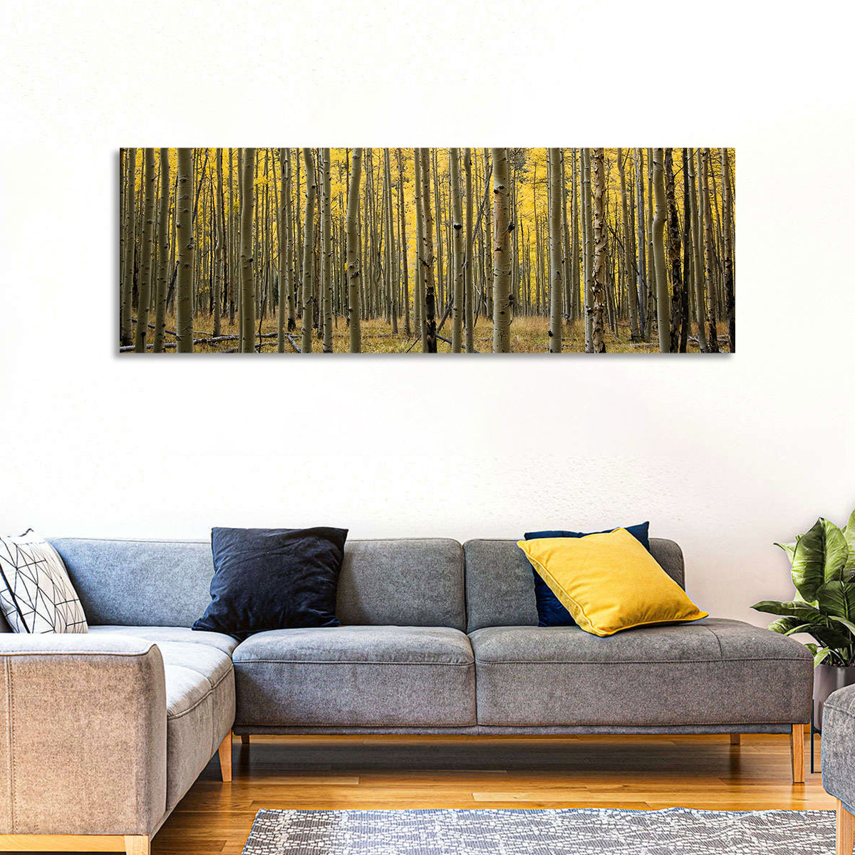 Golden Aspen Grove, Colorado Wall Art