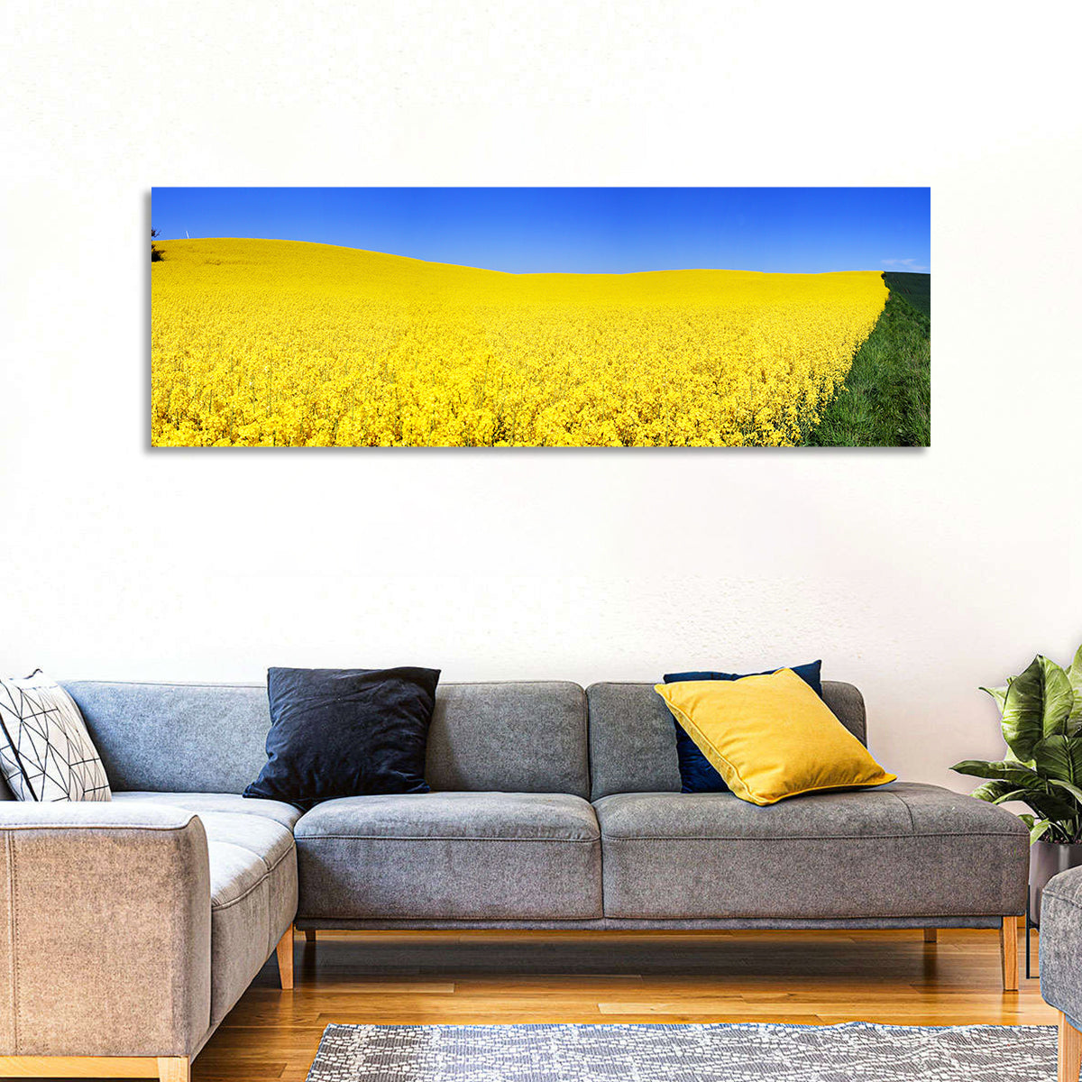 Sunlit Rapeseed Field Wall Art in a room, panoramic