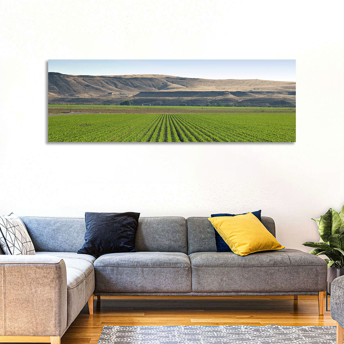 Idaho Corn Field Wall Art in a room, panoramic