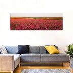 Pink Ranunculus Flower Field Wall Art