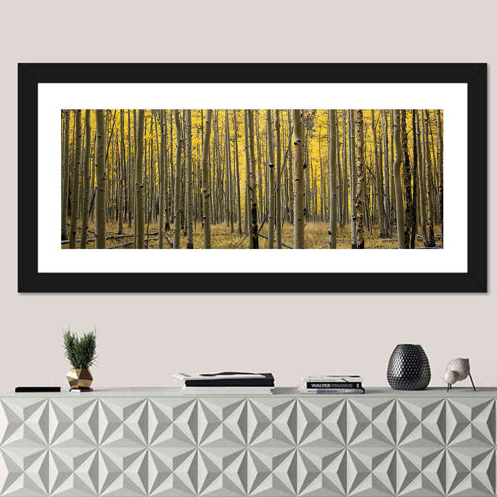 Golden Aspen Grove, Colorado Wall Art