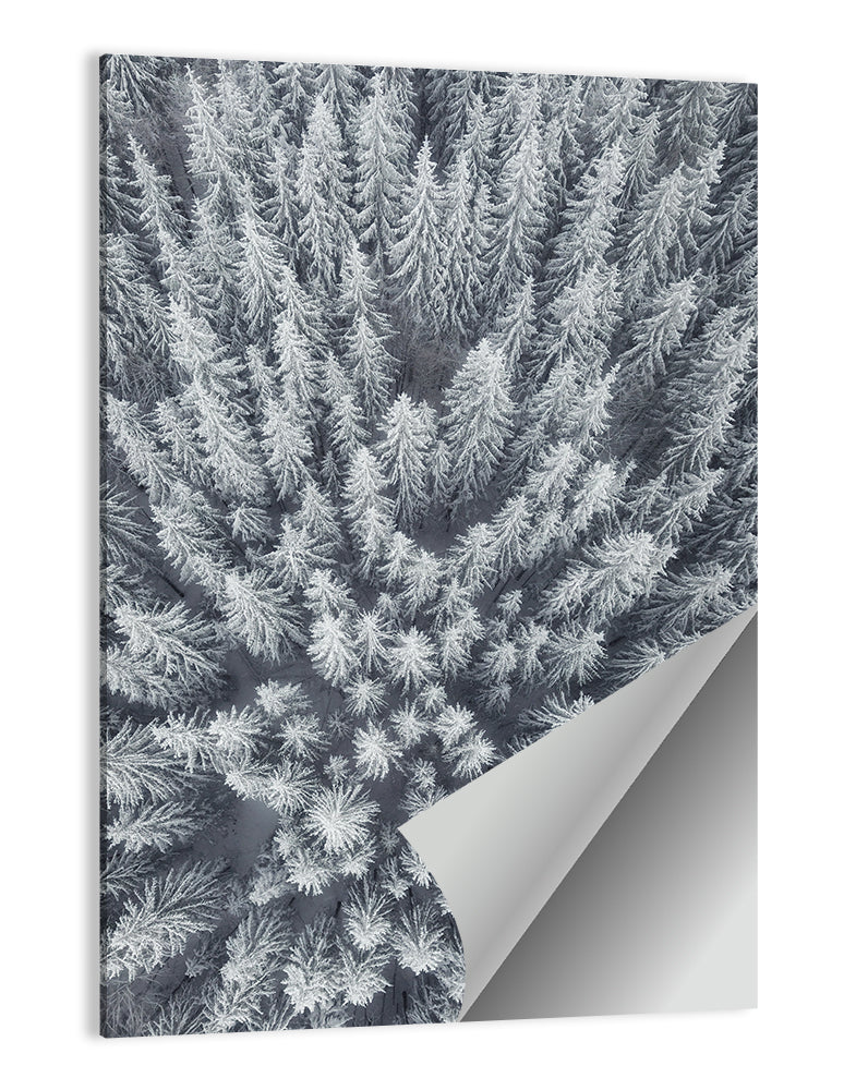 Snow Covered Pine Forest Wall Art